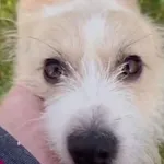 Pies do adopcji, Radom, 20 grudnia 2025