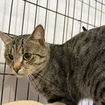 Znaleziono kota, Sosnowiec, 22 grudnia 2025