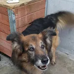 Znaleziono psa, Lublin, 20 grudnia 2025