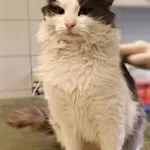 Znaleziono kota, Lublin, 19 grudnia 2025