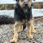 Oddam psa, Warszawa, 22 grudnia 2025