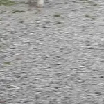 Zaginął pies, Łódź, 20 grudnia 2025