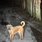 Zaginął pies, Rumy, 22 grudnia 2025