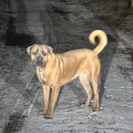 Zaginął pies, Rumy, 22 grudnia 2025