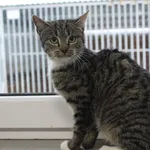 Kot do adopcji, Grudziądz, 28 listopada 2025