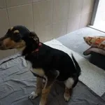 Pies do adopcji, Kraków, 8 grudnia 2025