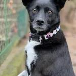 Pies do adopcji, Bydgoszcz, 23 grudnia 2025