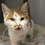 Znaleziono kota, Toruń, 18 grudnia 2025