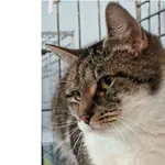 Znaleziono kota, Wrocław, 12 grudnia 2025