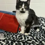 Kot do adopcji, Bydgoszcz, 23 grudnia 2025