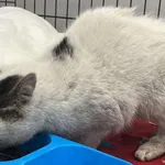 Znaleziono kota, Toruń, 18 grudnia 2025