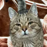 Kot do adopcji, Bydgoszcz, 23 grudnia 2025