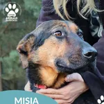 Pies do adopcji, Dąbrówka, 23 grudnia 2025