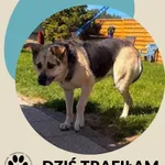 Pies do adopcji, Dąbrówka, 23 czerwca 2026