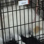 Znaleziono psa, Radom, 20 grudnia 2025