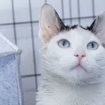 Znaleziono kota, Sosnowiec, 21 grudnia 2025