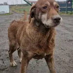 Pies do adopcji, Racławice, 22 grudnia 2025