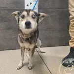 Znaleziono psa, Chełmek, 21 grudnia 2025