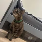 Zaginął kot, Łódź, 22 grudnia 2025