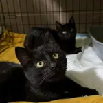 Kot do adopcji, Głowno, 23 grudnia 2025