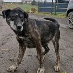 Pies do adopcji, Racławice, 22 grudnia 2025