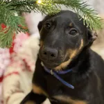 Pies do adopcji, Bydgoszcz, 24 grudnia 2025