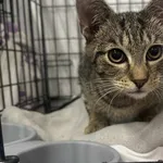 Znaleziono kota, Sosnowiec, 19 grudnia 2025