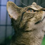 Znaleziono kota, Sosnowiec, 19 grudnia 2025