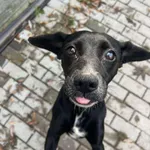 Pies do adopcji, Konin, 17 września 2025