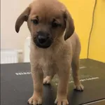 Znaleziono psa, Grudziądz, 22 grudnia 2025