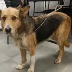 Znaleziono psa, Toruń, 19 grudnia 2025