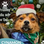 Pies do adopcji, Dąbrówka, 23 grudnia 2025