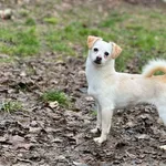 Pies do adopcji, Bydgoszcz, 23 grudnia 2025