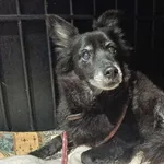 Znaleziono psa, Toruń, 19 grudnia 2025