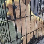 Znaleziono psa, Radom, 22 grudnia 2025