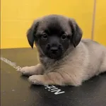 Znaleziono psa, Grudziądz, 22 grudnia 2025