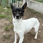 Pies do adopcji, Bydgoszcz, 23 grudnia 2025