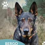 Pies do adopcji, Dąbrówka, 23 grudnia 2025