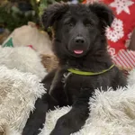 Pies do adopcji, Bydgoszcz, 23 grudnia 2025