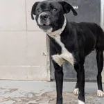 Znaleziono psa, Skałowo, 23 grudnia 2025