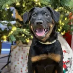 Pies do adopcji, Bydgoszcz, 23 grudnia 2025