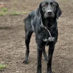 Pies do adopcji, Bydgoszcz, 24 grudnia 2025