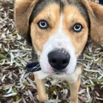 Pies do adopcji, Oborniki, 21 listopada 2025