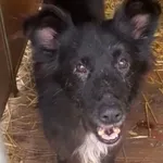 Pies do adopcji, Głowno, 23 grudnia 2025