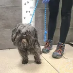 Znaleziono psa, Chełmek, 23 grudnia 2025