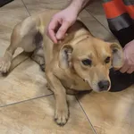 Znaleziono psa, Krzemień Pierwszy, 24 grudnia 2025