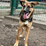 Pies do adopcji, Bydgoszcz, 24 grudnia 2025