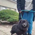 Pies do adopcji, Radom, 24 grudnia 2025