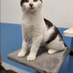 Znaleziono kota, Grudziądz, 22 sierpnia 2025