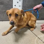 Znaleziono psa, Chełmek, 23 grudnia 2025